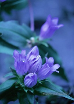 Fleurs réalistes œuvres - xsh0185b réaliste photographique fleurs